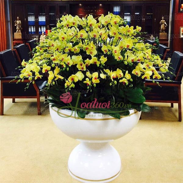 Chậu lan hồ điệp tết khủng mừng xu&acirc;n